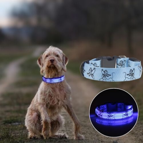 Ce braque slovaque est assis sur la route de campagne avec son collier lumineux pour chien de couleur bleu