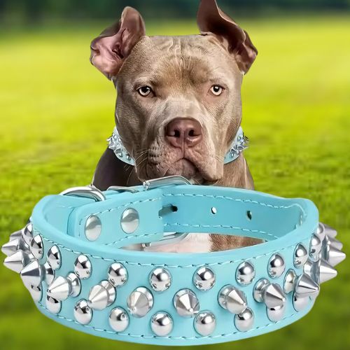 Un Bulldog français, assis en toute sécurité au parc, porte son collier chien cuir-clouté bleu qui lui donne un style punk. Il révèle aussi la personnalité d’un Pitbull.
