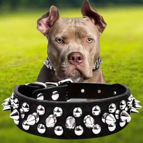 Un Bulldog français porte son collier chien cuir : clouté noir assis en toute sécurité au parc lui donne un style punk.