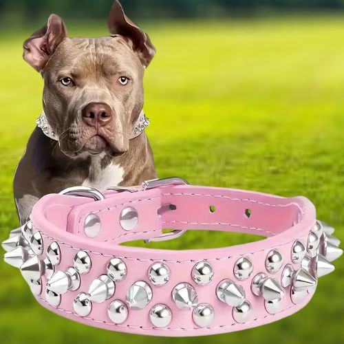 Un Bulldog français, couché en toute sécurité au parc, porte son collier chien cuir-clouté rose qui lui donne un style punk. Il révèle aussi la personnalité d’un Pitbull.