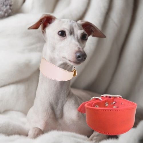 Collier chien-FilledNeck™ : Ce collier chien en cuir de couleur rose donne un look à ce lévrier détendu sur le canapé, il est disponible en rouge aussi pourra bien faire l'affaire 