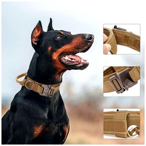 Collier chien-AlphaGear ™ : 