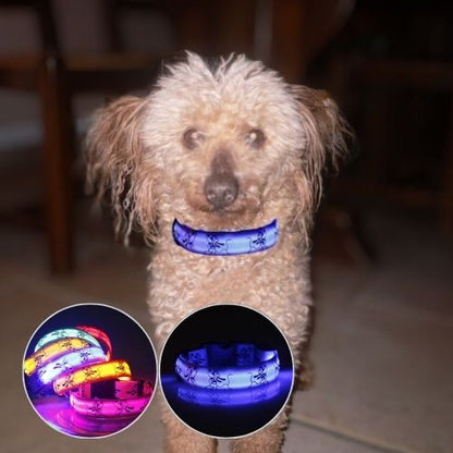Le caniche est bien visible dans le salon la nuit grâce à son collier lumineux pour chien de couleur bleu