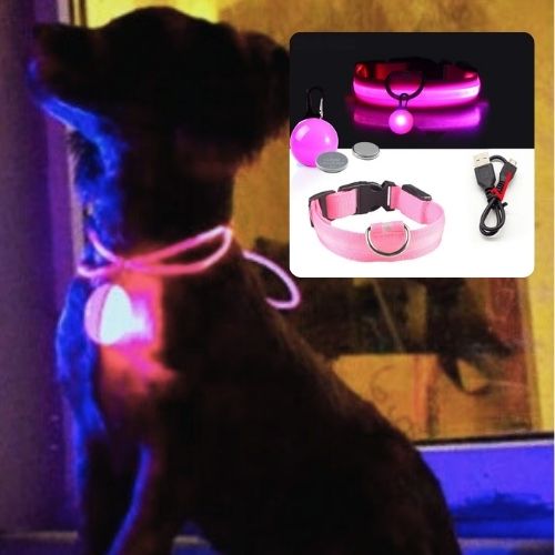 Ce caniche brille dans le noir grâce au collier lumineux pour chien de couleur rose