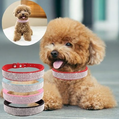 Ce caniche est couché à l’aise avec son collier pour chien en cuir de couleur rouge et orné de strass brillant. Aussi disponible en bleu, rose et noir