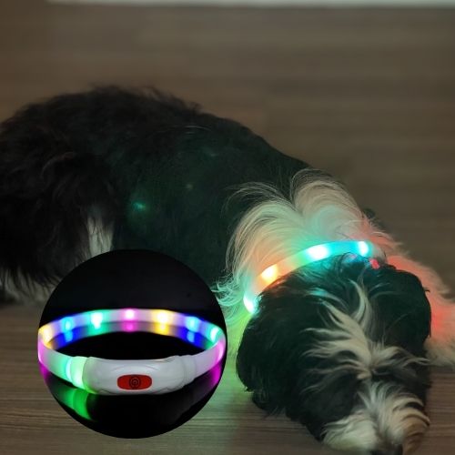 Ce caniche au pelage blanc et noir couché sur le parquet au salon porte un collier lumineux pour chien visible de couleur multicolore.