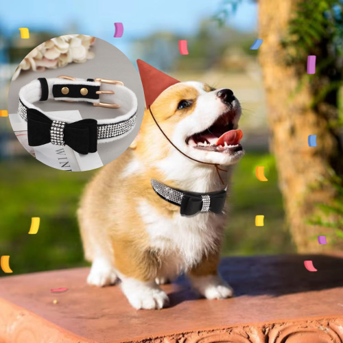 Ce Welsh Corgi est tout heureux et stylé à une fête avec son collier pour chien en daim doux orné de strass brillant de couleur noire avec un nœud papillon.