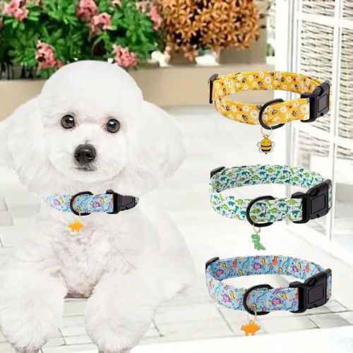 Ce mignon caniche est confortablement couché au salon avec son collier chien de couleur bleue avec des motifs de dinosaures et un pendentif en forme de dinosaures de couleur jaune.