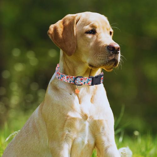 Ce jeune labrador, assis dans le jardin, portant à son cou, un collier chien au motif floraux avec un pendentif en forme de feuilles du printemps.