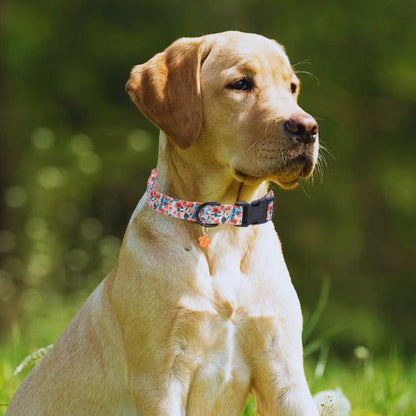 Ce jeune labrador, assis dans le jardin, portant à son cou, un collier chien au motif floraux avec un pendentif en forme de feuilles du printemps.