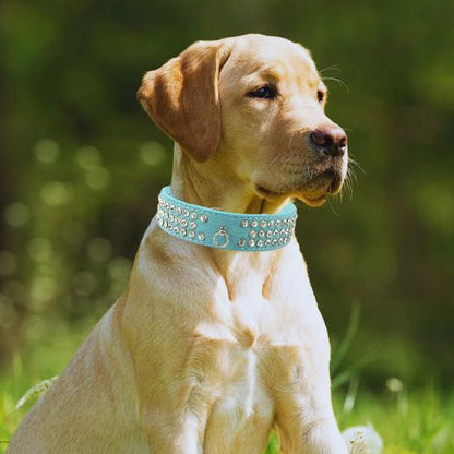 Ce jeune labrador détendu au parc avec à son cou un collier chien en cuir de suédé ultra-loft de couleur bleue orné de trois rangées de strass brillant