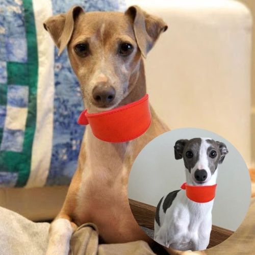 Collier chien cuir-FilledNeck™ : Ce collier chien en cuir de couleur rouge, procure style et confort aux lévriers que ce soit dans une maison ou à l’extérieur.