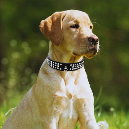 Ce jeune labrador allongé confortablement au parc avec à son cou un collier chien en cuir de suédé ultra-loft de couleur noir orné de trois rangées de strass brillant