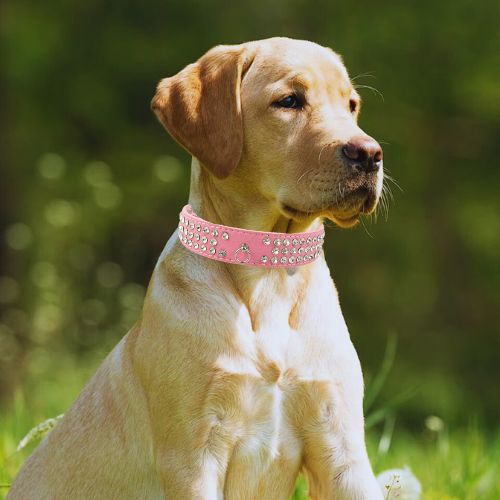 Ce jeune labrador détendu au parc avec à son cou un collier chien en cuir de suédé ultra-loft de couleur rose orné de trois rangées de strass brillant