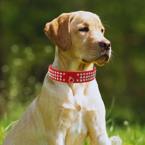Ce jeune labrador très stylé au parc avec à son cou un collier chien en cuir de suédé ultra-loft de couleur rouge orné de trois rangées de strass brillant