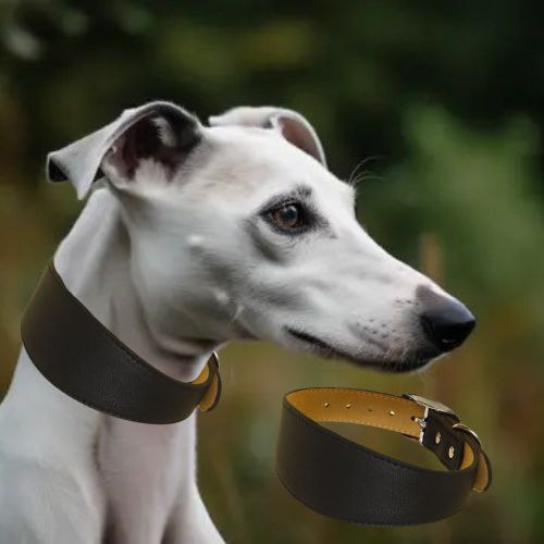 Collier chien cuir-FilledNeck™ : Ce collier chien en cuir de couleur noir est spécialement conçu pour s’adapter au long cou des chiens comme le lévrier