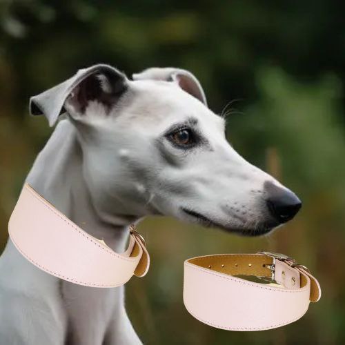  Ce collier chien en cuir de couleur rose est l’accessoire, idéal pour les lévriers