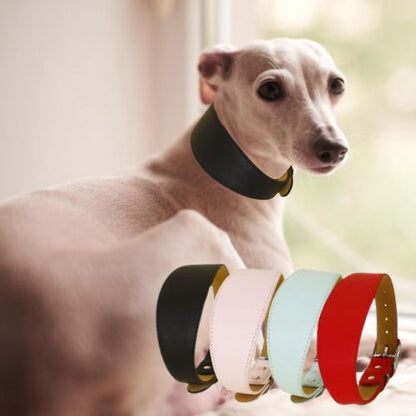 Ce collier chien en cuir de couleur noir donne un look à ce lévrier détendu près de la fenêtre, il est disponible, noir, rose, bleu et rouge.