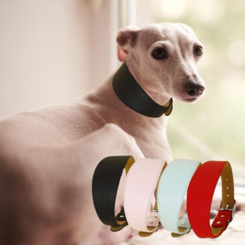 Ce collier chien en cuir de couleur noir donne un look à ce lévrier détendu près de la fenêtre, il est disponible, noir, rose, bleu et rouge.