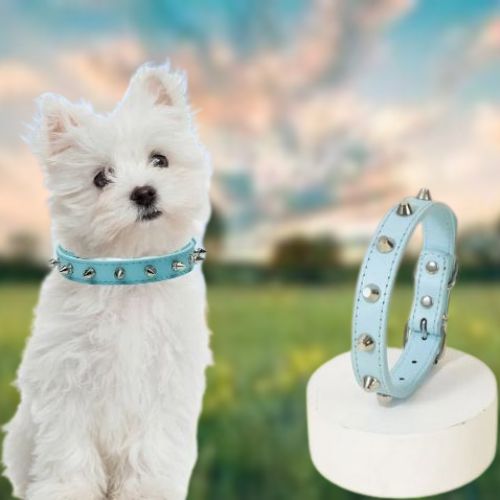 Ce collier chien cuir clouté de couleur bleue est parfait pour votre bichon maltais avec une taille M qui lui ira parfaitement, comme le présent, l'image.