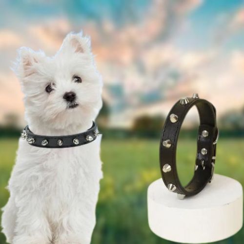  Ce collier chien cuir clouté porte par ce Bichon au parc, de couleur noire sera parfait pour votre chien, maltais avec une taille M qui complètera son look.
