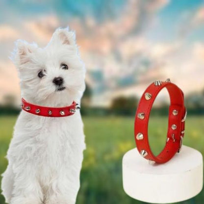  Ce collier chien cuir clouté porte par ce Bichon au parc, de couleur rouge sera parfait pour votre chien maltais avec une taille M qui lui rend très beau et remarquable.