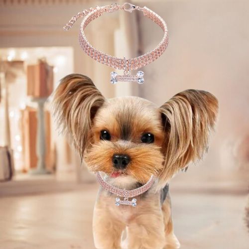 Ce mignon petit Yorkshire, arrêté au salon avec à son cou son magnifique collier chien en cuivre de couleur rose orné de strass étincellent et un pendentif brillant en forme d’os