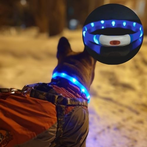 Le chien se balade dans la nuit en hiver dans la neige et porte le collier lumineux pour chien visible de couleur bleu.