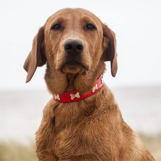 Labrador roux avec un collier pour chien en cuir rouge à motifs d’os, photo en extérieur.