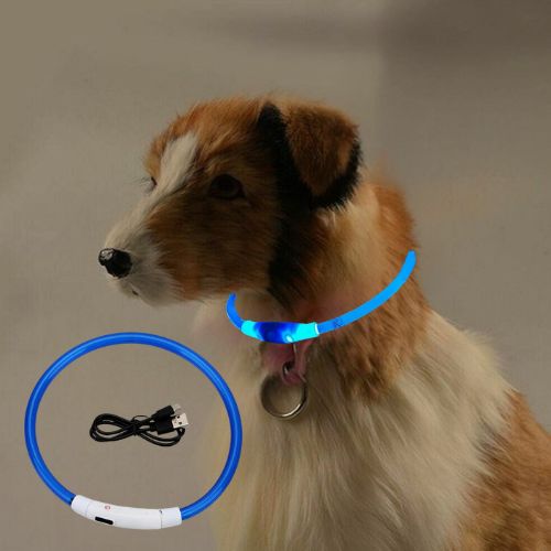 Le petit chien est en toute sécurité au crépuscule avec son collier lumineux chien de couleur bleue dans la maison.