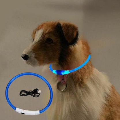 Le petit chien est en toute sécurité au crépuscule avec son collier lumineux chien de couleur bleue dans la maison.