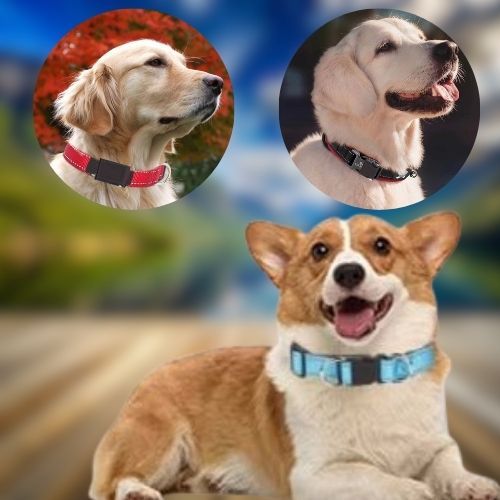 Chien labrador, portons le collier pour chien nylon réfléchissant la nuit en balades au parc.