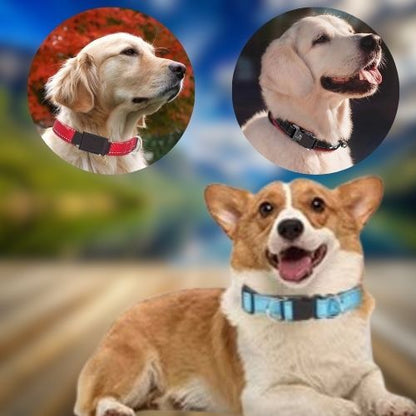 Chien labrador, portons le collier pour chien nylon réfléchissant la nuit en balades au parc.