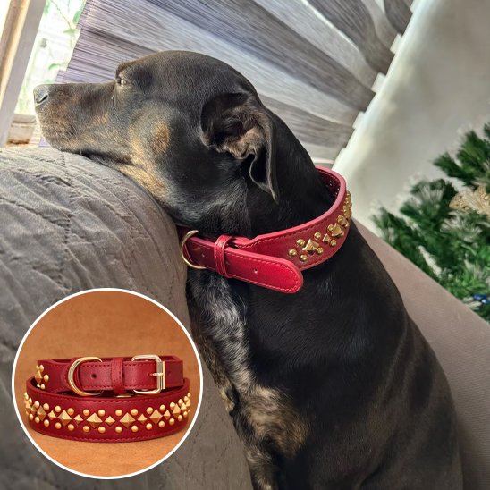 Petit chien noir portant un collier pour chien en cuir rouge StyleSécure à la maison.