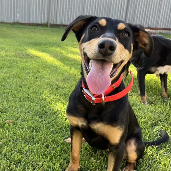 Chien noir et feu souriant, race type kelpie, portant un collier chien rouge en biothane sur pelouse verte.