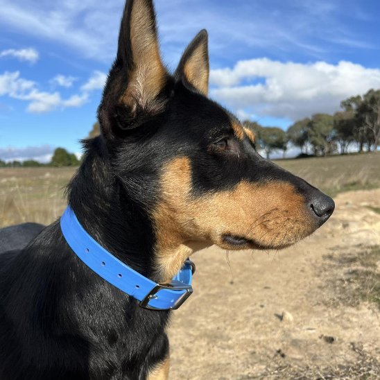 Chien noir et feu type kelpie australien portant un collier chien bleu en biothane, photo en extérieur.