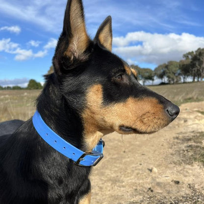 Chien noir et feu type kelpie australien portant un collier chien bleu en biothane, photo en extérieur.