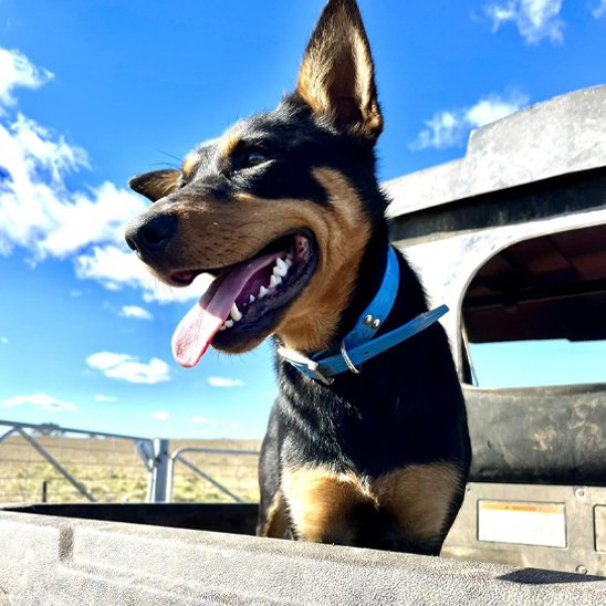 Chien noir et feu type kelpie portant un collier chien bleu en biothane, langue sortie, sous ciel bleu.