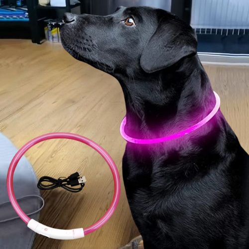 Ce chien porte fièrement son collier lumineux chien, bien visible de couleur rose, est posé tranquillement au salon.