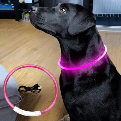 Ce chien porte fièrement son collier lumineux chien, bien visible de couleur rose, est posé tranquillement au salon.