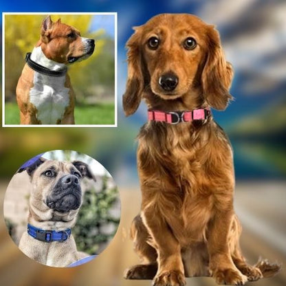Le petit chien teckel porte un collier pour chien réfléchissant en plein air 2 autre chien à côté de lui.