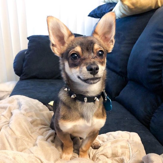 Chihuahua avec collier chien cuir noir à clous argentés sur un canapé.