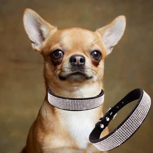 Ce chihuahua est classe avec son collier pour chien en cuir doux et léger de couleur noire, orné de strass brillant.