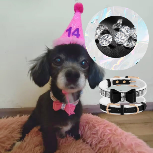 Ce mignon Chihuahua pose au salon, parait comment un petit intello avec ce collier pour chien orné de strass et un nœud papillon.