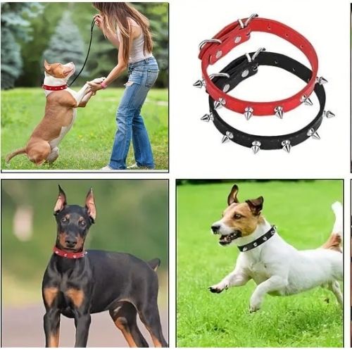 Collier chien - ResilientChic™ : Ce Staffordshire est très heureux d’avoir ce collier chien clouté rouge et de s’amuser au parc avec sa maîtresse. Parfait aussi pour les dobermans et beagle