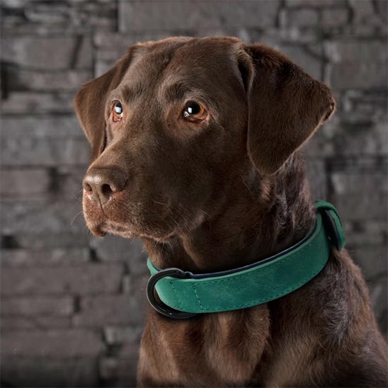 Collier chien cuir : vert Robuste & Stylé sur un chien marron au regard doux devant un mur de pierre.