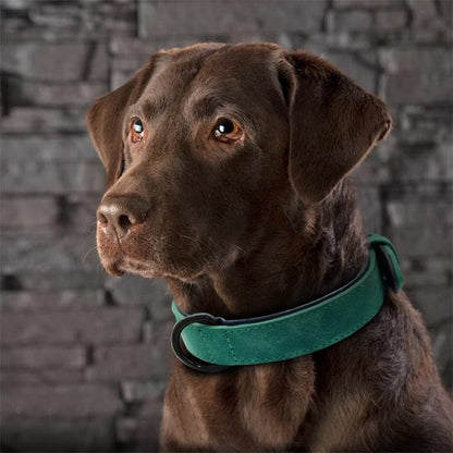 Collier chien cuir : vert Robuste & Stylé sur un chien marron au regard doux devant un mur de pierre.