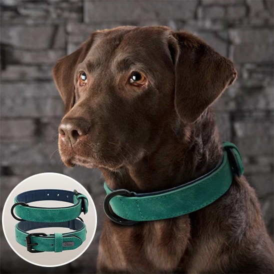 Collier chien cuir : vert Robuste & Stylé, accessoire robuste et confortable pour grand chien.