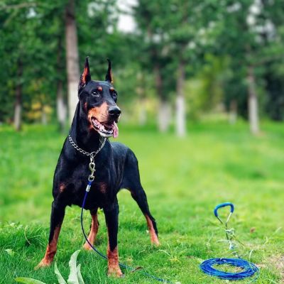 Collier de dressage pour chien-DogControl™ : Ce Dobermann port à son cou, un collier chien d’étranglement de couleur argenté, attaché à une laisse au parc et tout content