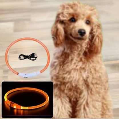 Le collier lumineux chien est présenté dans la journée et nuit devant le petit teckel très mignon.
